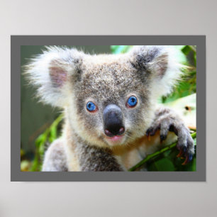 Poster Ourson koala mignon