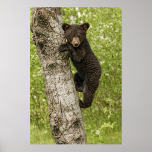 Poster Ourson noir dans un arbre