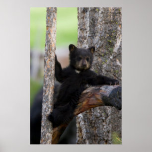 Poster Ourson ours noir se reposant