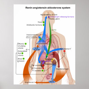 Poster Overview Chart of the Renin-Angiotensin System
