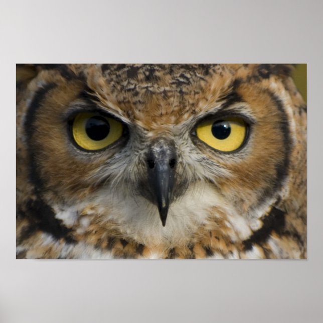 Poster Owl Eyes (Devant)
