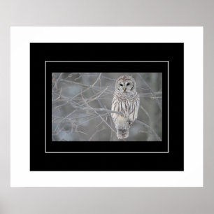 Poster-Owl Poster