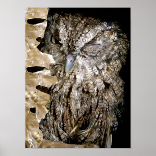 Poster Owl Wink