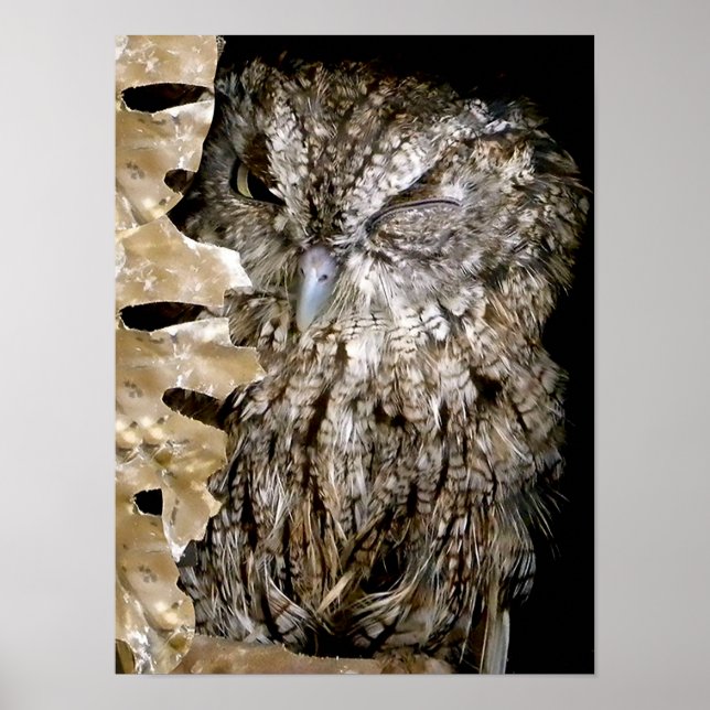 Poster Owl Wink (Devant)