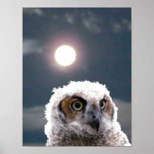 Poster - Owlet in Moonlight