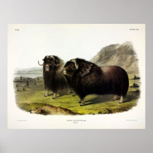 Poster Ox musqué (Ovibos Moschatus) (Muskox) par Audubon