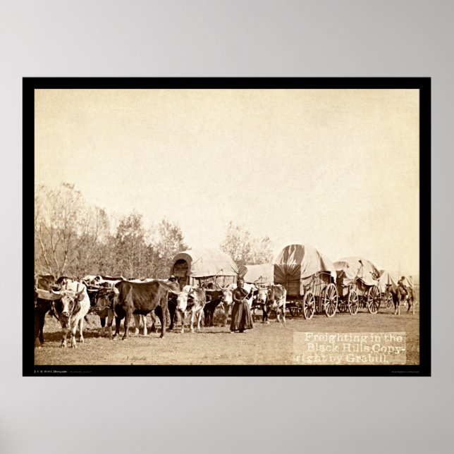 Poster Oxen Freighting In the Black Hills SD 1887 (Devant)