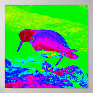 Poster Oyster Catcher