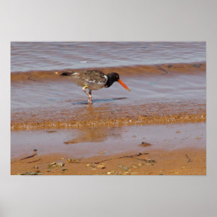 Poster Oystercatcher à Chappaquiddick Island Beach