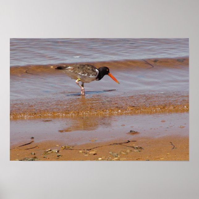 Poster Oystercatcher à Chappaquiddick Island Beach (Devant)