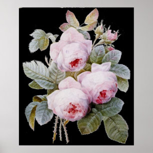 Poster P.J. Redoute Bourbon Rose Bouquet sur Black