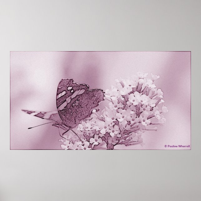 Poster © P Wherrell Papillon contemporain sur buddleia (Devant)