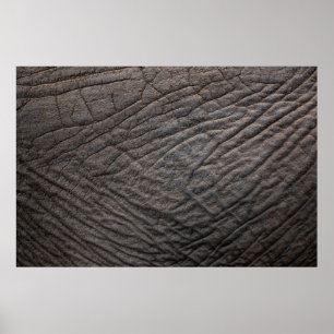 Poster Pachyderme de texture de peau d'éléphant