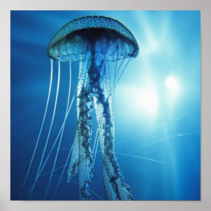 Poster Pacifique_Océan_Jellyfish