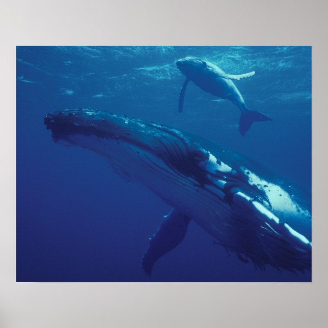Poster Pacifique Sud, Tonga. baleine à bosse et veau (Devant)