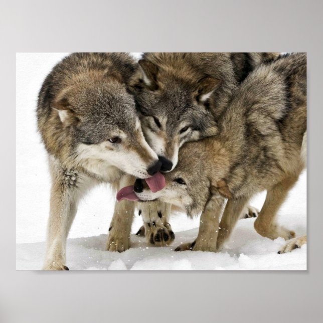 Poster Pack de loups (Devant)
