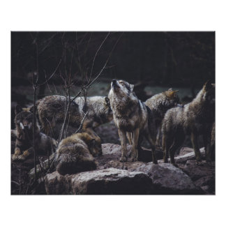 Poster Pack Wolf