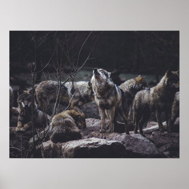 Poster Pack Wolf (Devant)