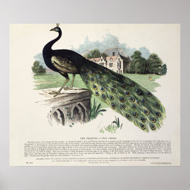 Poster Pacock (Devant)