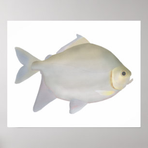 Poster Pacu Murutinga