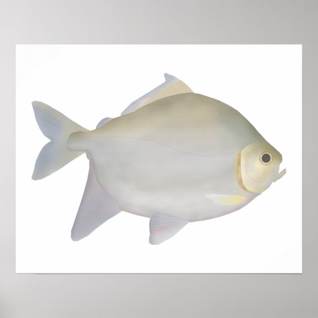 Poster Pacu Murutinga (Devant)