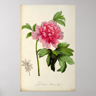 Poster Paeonia Moutan, c.1799