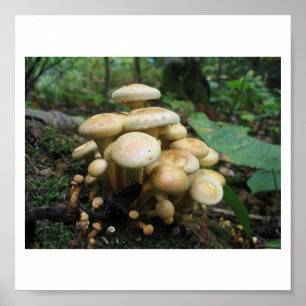 Poster Pagaille des champignons