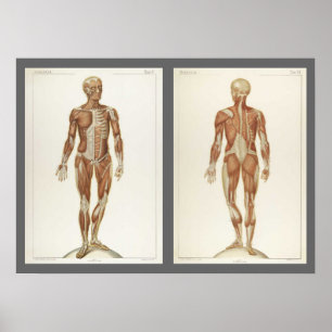 Poster Pages de livre d'anatomie vintage