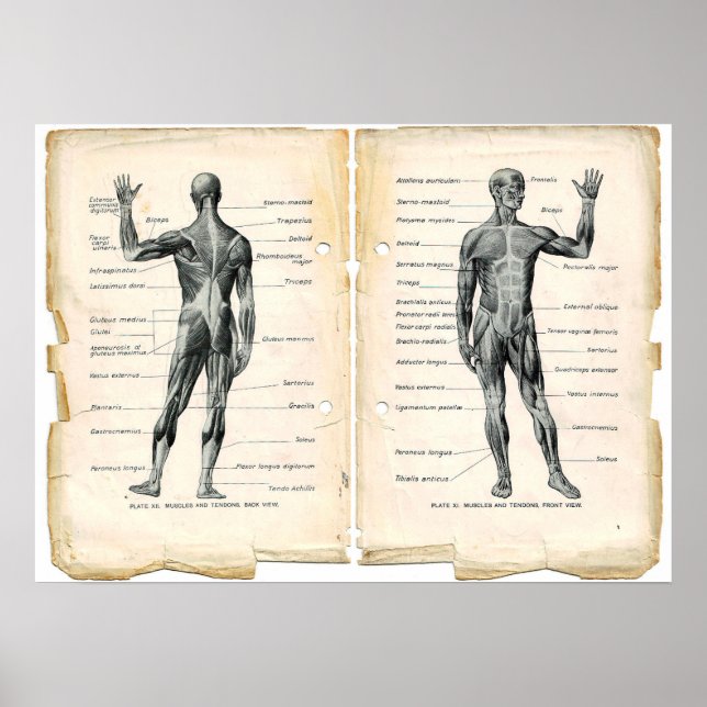 Poster Pages de livres d'anatomie vintage (Devant)