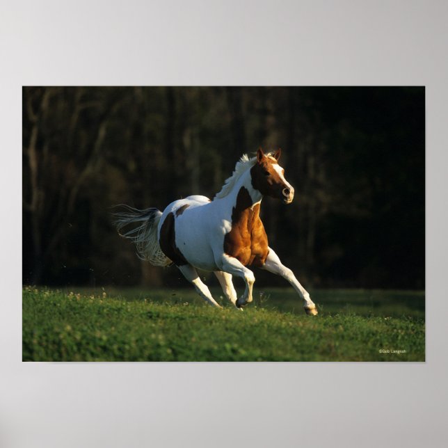 Poster Paint Horse Running Fast (Devant)
