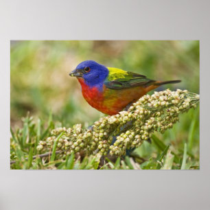 Poster Painted Bunting Passerina citria) adult male