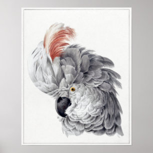 Poster Painting Of a Cockatoo Head Parrot - Aert Schouman