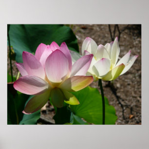Poster Pair de Lotus