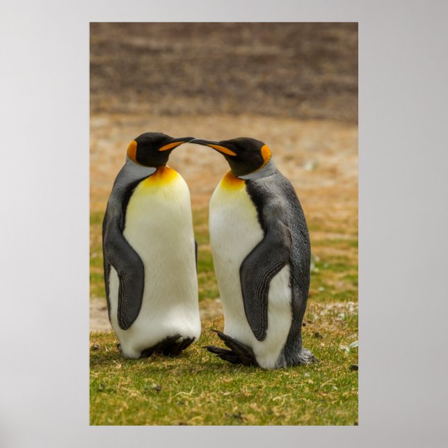Poster Pair of King Penguins (Devant)