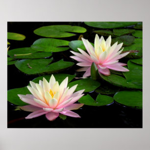 Poster Pair of Water Lilies