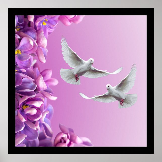 Poster Paire De Belles Colombes Blanches (Devant)
