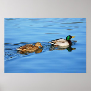 Poster Paire de canards colverts