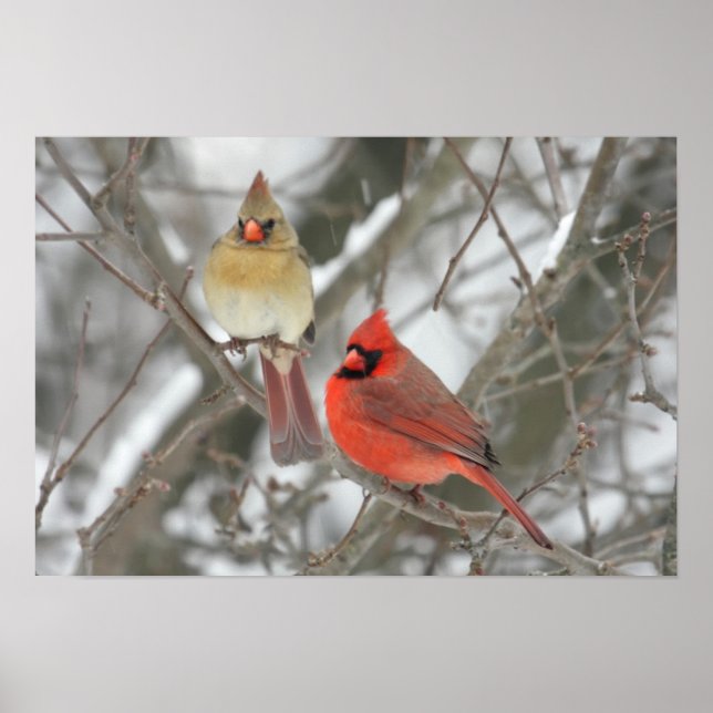 Poster Paire De Cardinaux Du Nord (Devant)