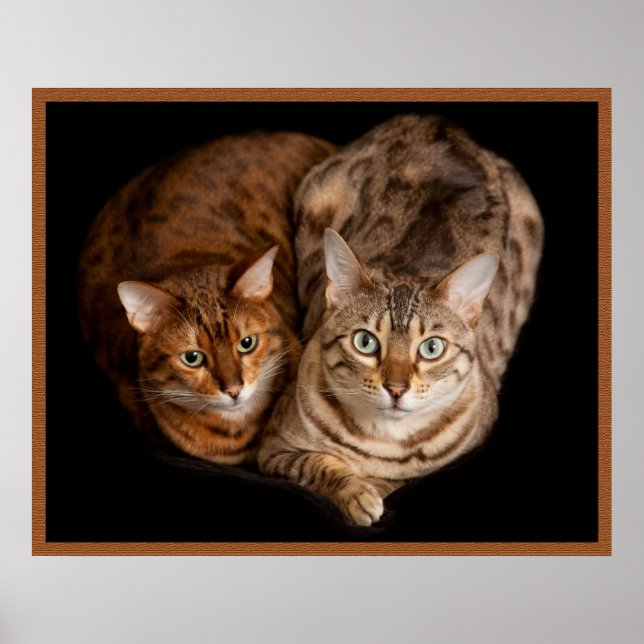 Poster Paire de chatons du Bengale (Devant)