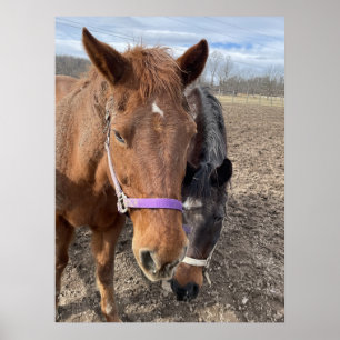 Poster Paire de cheval
