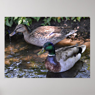 Poster Paire de colverts matés