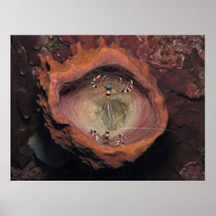 Poster Paire de crevettes dans une éponge