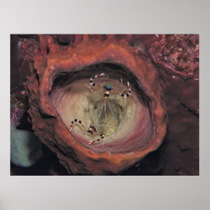 Poster Paire de crevettes nettoyantes à bande