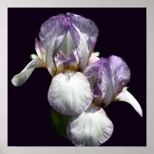 Poster Paire De Fleur Iris À Peau Violet Et Blanc