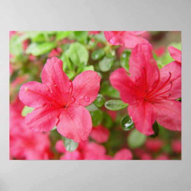 Poster Paire de fleurs (Devant)