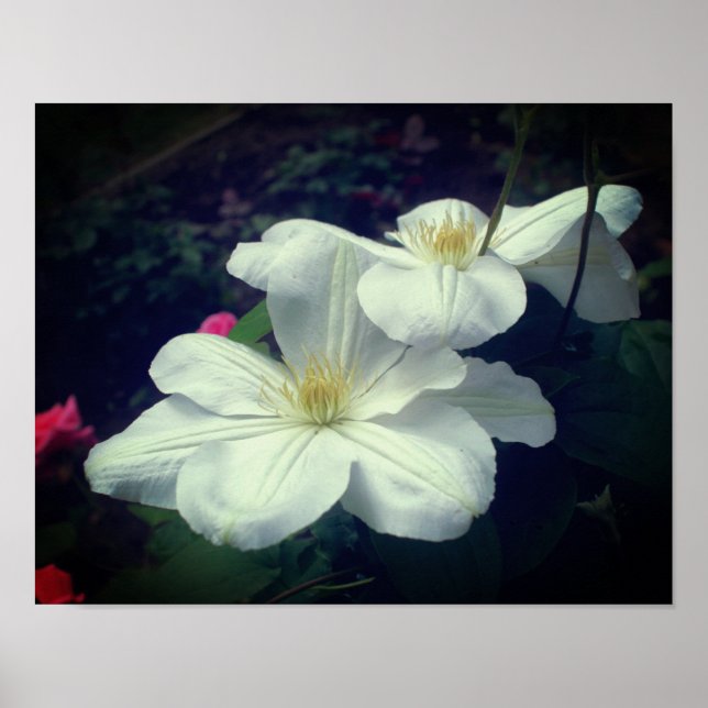 Poster Paire de fleurs Clematis blanches (Devant)