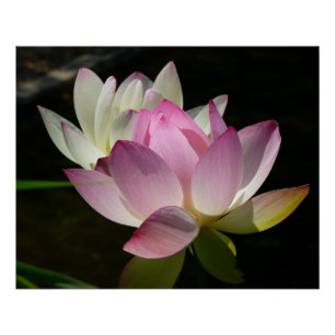 Poster Paire de fleurs de Lotus II