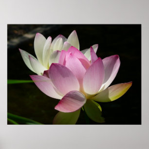 Poster Paire de fleurs de Lotus II