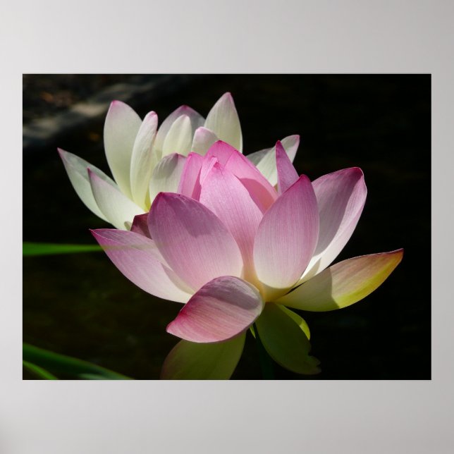 Poster Paire de fleurs de Lotus II (Devant)