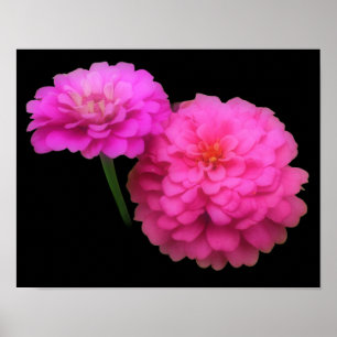 Poster Paire de fleurs rose Zinnia